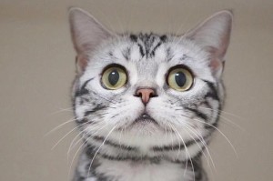 探索美国短毛猫的喜好与偏好（了解美国短毛猫的兴趣和喜欢的事物）
