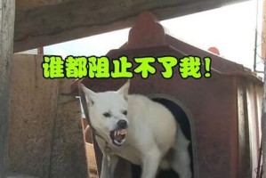 狗狗为什么会咬尾巴？（探究咬尾巴行为背后的原因）