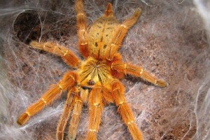 毒性强的宠物蜘蛛——谨慎选择你的宠物伙伴（了解蜘蛛毒性的重要性，保护自己与家人安全）