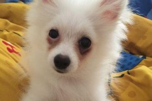 如何缓解博美泪痕？（探究合适的狗粮选择）