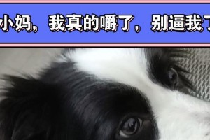 狗狗为什么不嚼食物？（解析狗狗不嚼食物的原因及解决方法）