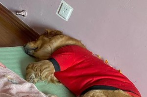 狗犬常见的癌症类型及预防措施（揭秘狗犬癌症的常见类型、预防与治疗方法）