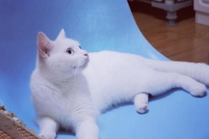 三个月大的猫该如何喂养？（科学健康的饮食，让小猫快乐成长）