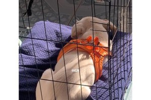 为什么狗狗有时候不拉？（探究狗狗不拉的原因及解决方法）