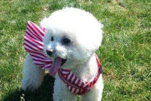 如何饲养一只健康快乐的博洛尼亚比熊犬（以宠物为主，让你成为博洛尼亚比熊犬的贴心主人）