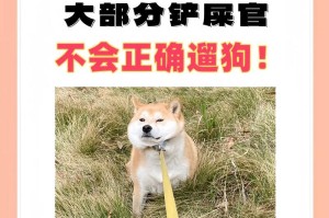 怀孕狗狗的日常散步需求（为你的孕狗提供合理的运动量和关注）