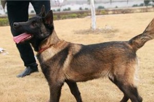 让宠物上厕所不再困扰——马犬如何训练上厕所（从小培养好习惯、科学用具搭配、坚持耐心教育）