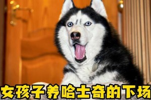 养一只哈士奇的费用有多高？（分析养哈士奇所需费用，让你了解真正的代价）