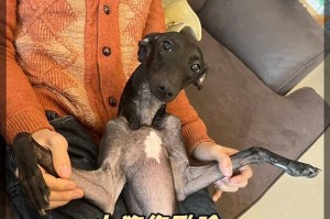 狗狗骨折的原因和治疗方法（探寻狗狗骨折的常见情况，了解有效治疗方法）