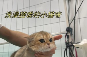 猫咪的洗澡时间到底是什么时候？（给你的爱猫正确洗澡时间的指南）
