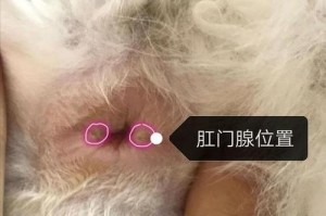 探秘猫咪屁眼的多彩世界（了解猫咪屁眼的颜色奥秘）