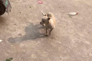 为什么狗狗亲人时会躲避？（探索狗狗亲人时躲避的原因及解决方法）