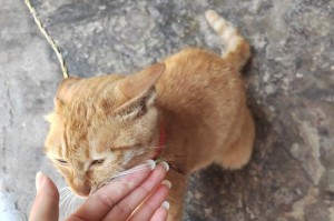 猫咪的亲人情结——猫咪为什么爱粘人？（探索猫咪对人类的依赖与眷恋）