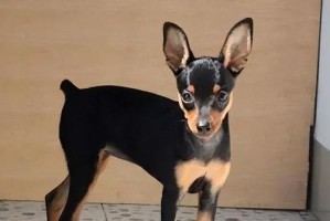 如何饲养迷你杜宾犬？（迷你杜宾犬的特点和饲养技巧）