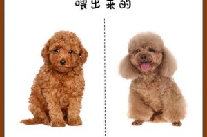 小5个月泰迪不能吃什么东西？（小5个月泰迪狗狗禁忌食物大揭秘！）
