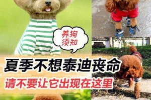 冬天的温度会让泰迪冻死吗？（探讨泰迪犬在低温环境下的适应能力与保暖需求）
