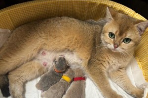 猫咪生完多久配一次？（科学探讨猫咪交配的最佳时机）