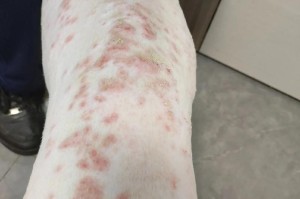狗狗的皮肤病传染问题（了解狗狗的皮肤病传染原因与预防方法）