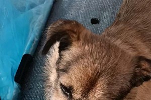 揭秘狗为什么爱咬自己后腿的原因（探寻狗咬后腿行为的根源及解决办法）