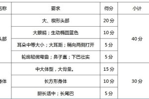 如何正确饲养布偶猫？从喂养到训练，打造最健康快乐的宠物生活