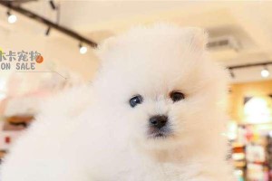 博美犬的奶类饮品选择指南（为你的博美犬选择最适合的奶类饮品）