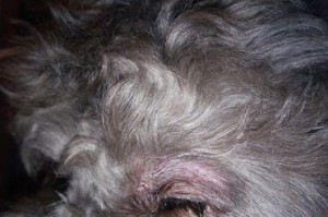 泰迪狗的眼镜为什么睁不开了？（探索泰迪狗眼镜失灵原因，呼吁保护宠物视力健康）