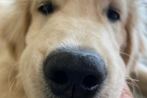 五个月金毛的成长之旅（一只可爱金毛犬在五个月内发生的翻天覆地的变化）