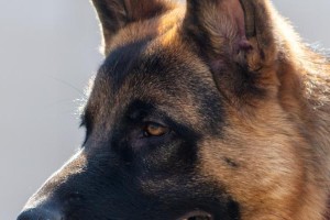 揭秘狼犬的多彩世界（解析狼犬的颜色遗传及特征）