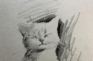 用素描技法描绘布偶猫（掌握步骤，画出精致布偶猫）