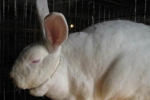 宠物迷你雷克斯兔的繁殖与养护（宠物迷你雷克斯兔的繁殖与养护）