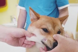 如何科学护理你家柴犬的皮肤（从清洁到保湿，一步步教你打造柔嫩光滑的小犬肌肤）