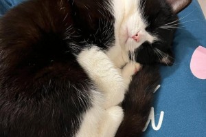 猫咪睡觉姿势揭示的内心世界（用姿势诠释猫咪心情，从睡姿看猫咪性格）