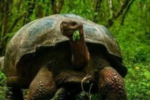 平塔岛加拉帕戈斯象龟的饲养方法（科学饲养让加拉帕戈斯象龟更健康）