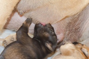 幼犬喂奶指南（了解幼犬喂奶时间，让它们茁壮成长）