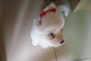 博美幼犬鼻子花的原因与处理方法（探究博美幼犬鼻子花的症状、风险和预防措施）