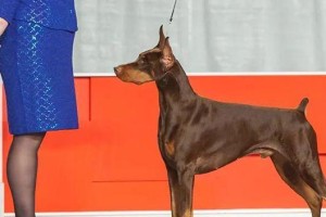 迷你杜宾犬饲养全攻略（从喂养到训练，让你成为迷你杜宾犬的优秀主人）