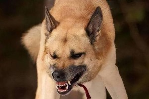 狗狗突然咬人，原因和应对方法大揭秘！（以宠物为主，探讨狗狗咬人的隐患与应对之策。）