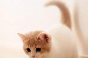 关于猫咪安乐是什么？（探寻猫咪生活中的快乐与幸福）