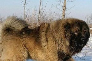 高加索犬的喂养要求详解（宠物爱好者必读！高加索犬喂养全攻略）