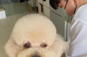 泰迪犬造型（探索泰迪犬造型的多样性与魅力）