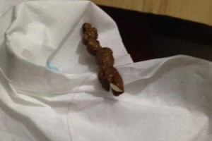 狗粮中的虫害（维护狗狗健康的必备知识，害虫虎视眈眈！）