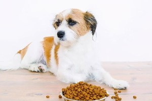如何保护你的宠物狗狗的肠胃健康（从饮食、运动、预防措施等多方面着手，让狗狗远离肠胃疾病）