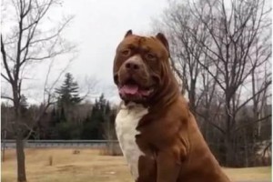 以斗牛犬比赛为主题的犬类运动盛宴（斗牛犬比赛的魅力和赛事规则解析）