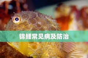 锦鲤鱼为什么咬锦鲤（探究锦鲤鱼之间咬锦鲤行为的原因）