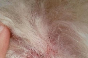 狗狗洗澡后仍然挠痒？解决办法在这里！（揭秘狗狗洗澡后挠痒的原因及应对策略）