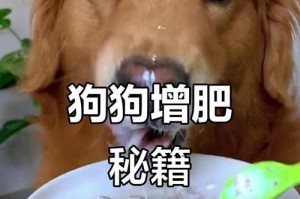 让狗狗增肥的五种办法（宠主用这五种办法，让狗狗越来越强壮）