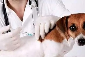 幼犬养护（养护幼犬健康，从育苗开始）