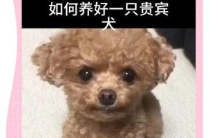 养泰迪犬的必知事项（为宠主们总结的泰迪犬护理要点）