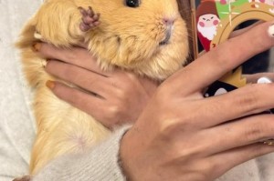 荷兰猪（荷兰猪的特点、饲养技巧以及照顾需求）