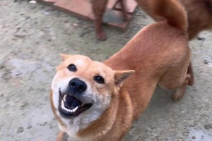 狗如何通过嗅觉识别主人？（揭秘狗狗神奇的嗅觉力量）